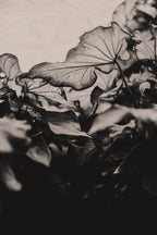 Fraught and Focus, 2019-06-22-4198