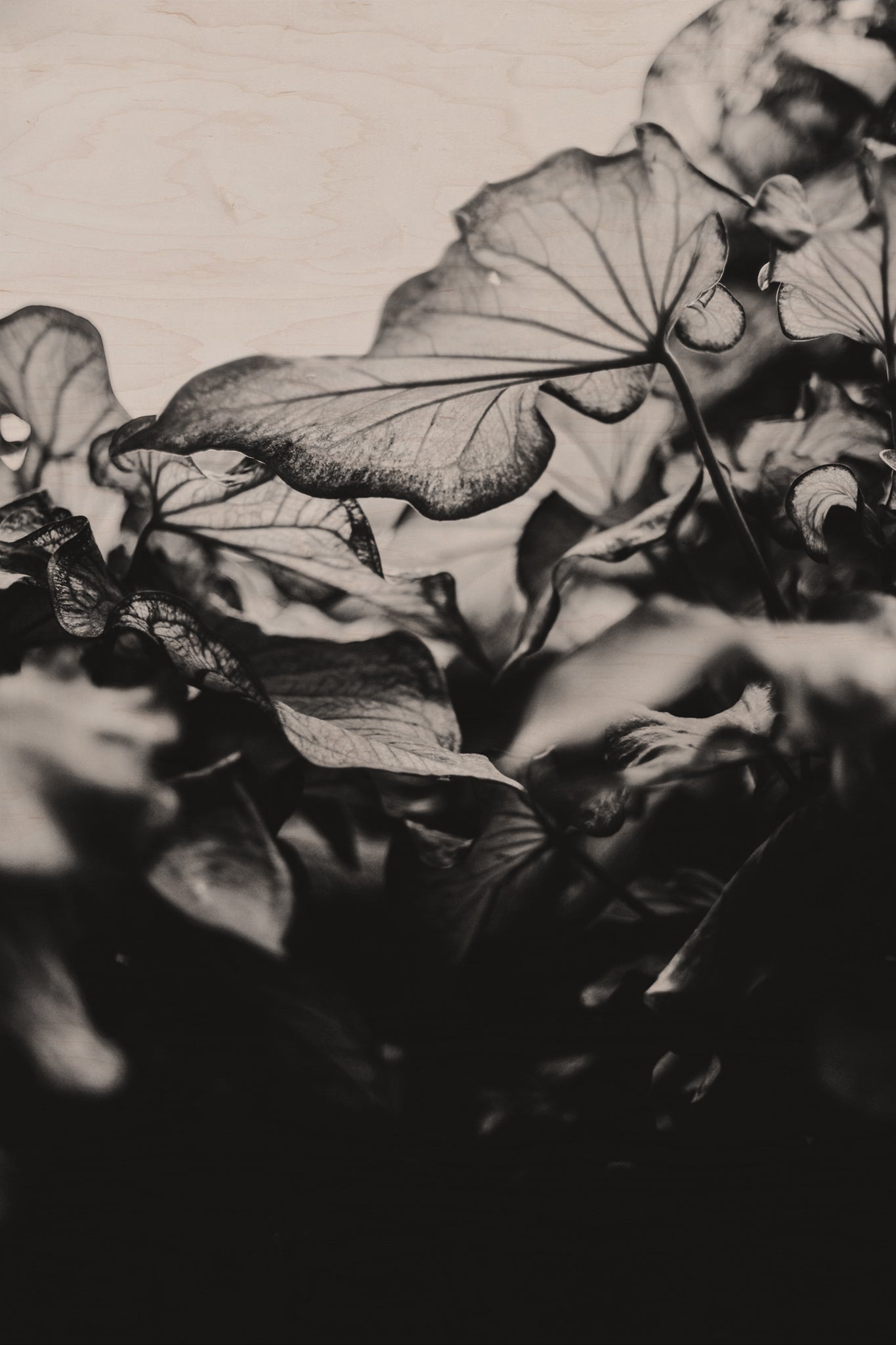 Fraught and Focus, 2019-06-22-4198
