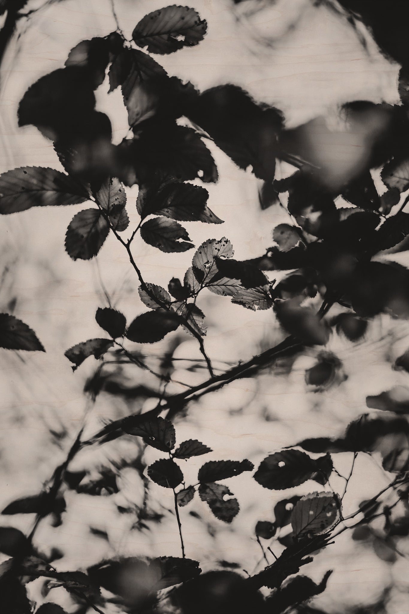Fraught and Focus, 2021-10-24-0091
