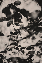 Fraught and Focus, 2021-10-24-0091