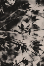 Fraught and Focus, 2021-11-12-0707