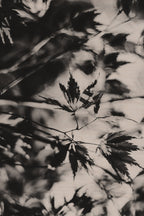 Fraught and Focus, 2021-11-12-0707