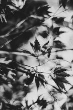 Fraught and Focus, 2021-11-12-0707
