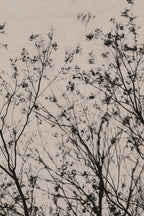Fraught and Focus, 2022-01-15-0801