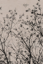 Fraught and Focus, 2022-01-15-0801