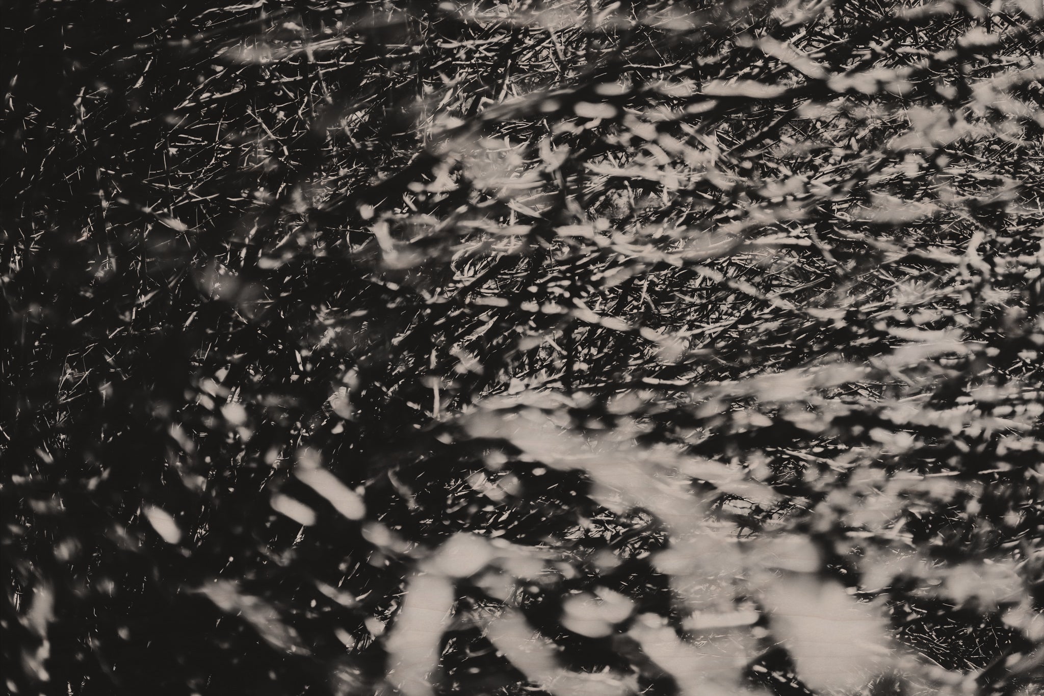 Fraught and Focus, 2022-03-18-1097