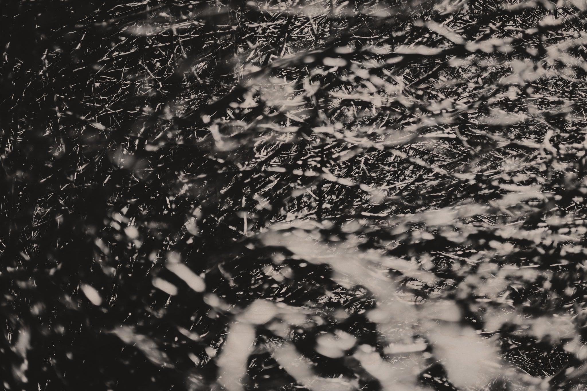 Fraught and Focus, 2022-03-18-1097
