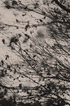Fraught and Focus, 2022-03-18-1147