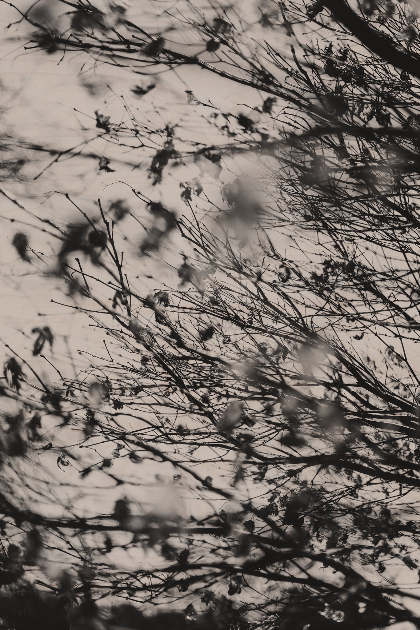 Fraught and Focus, 2022-03-18-1147