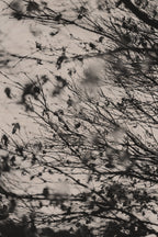 Fraught and Focus, 2022-03-18-1147
