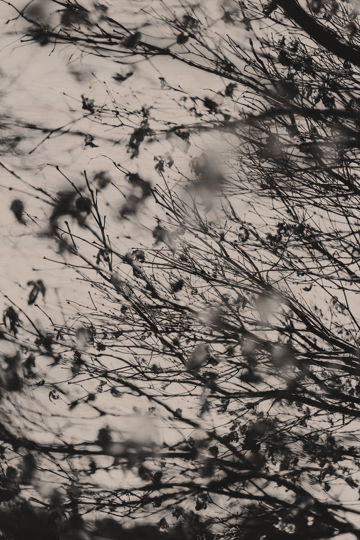 Fraught and Focus, 2022-03-18-1147