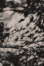 Fraught and Focus, 2022-11-30-1791