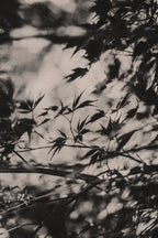 Fraught and Focus, 2022-11-30-1791