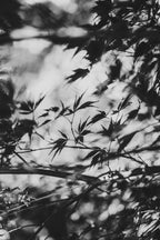 Fraught and Focus, 2022-11-30-1791