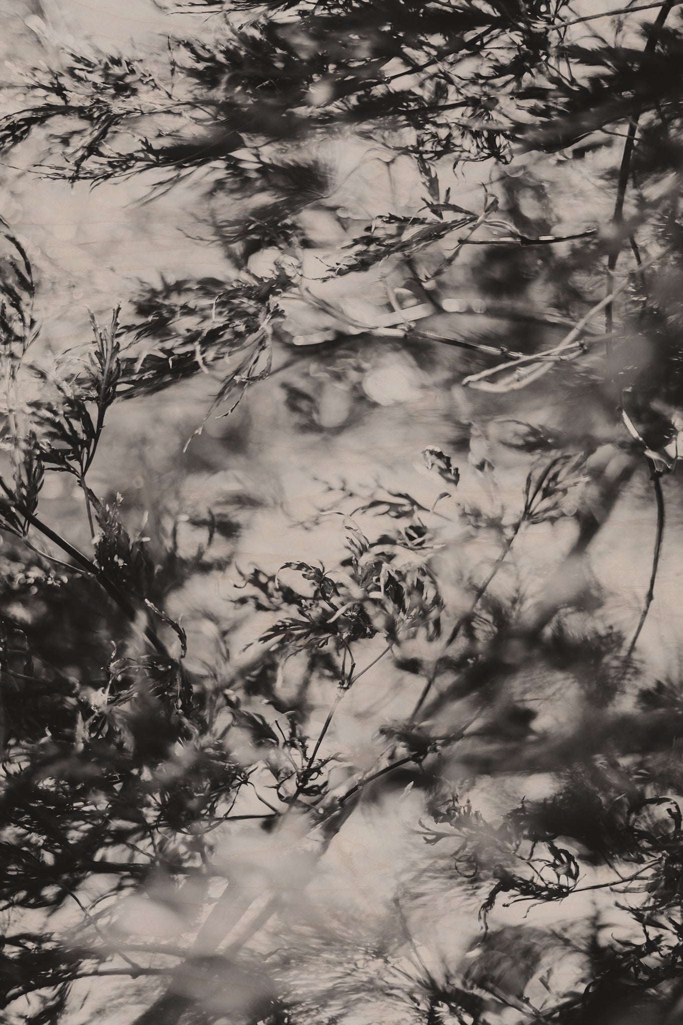 Fraught and Focus, 2022-11-30-1938