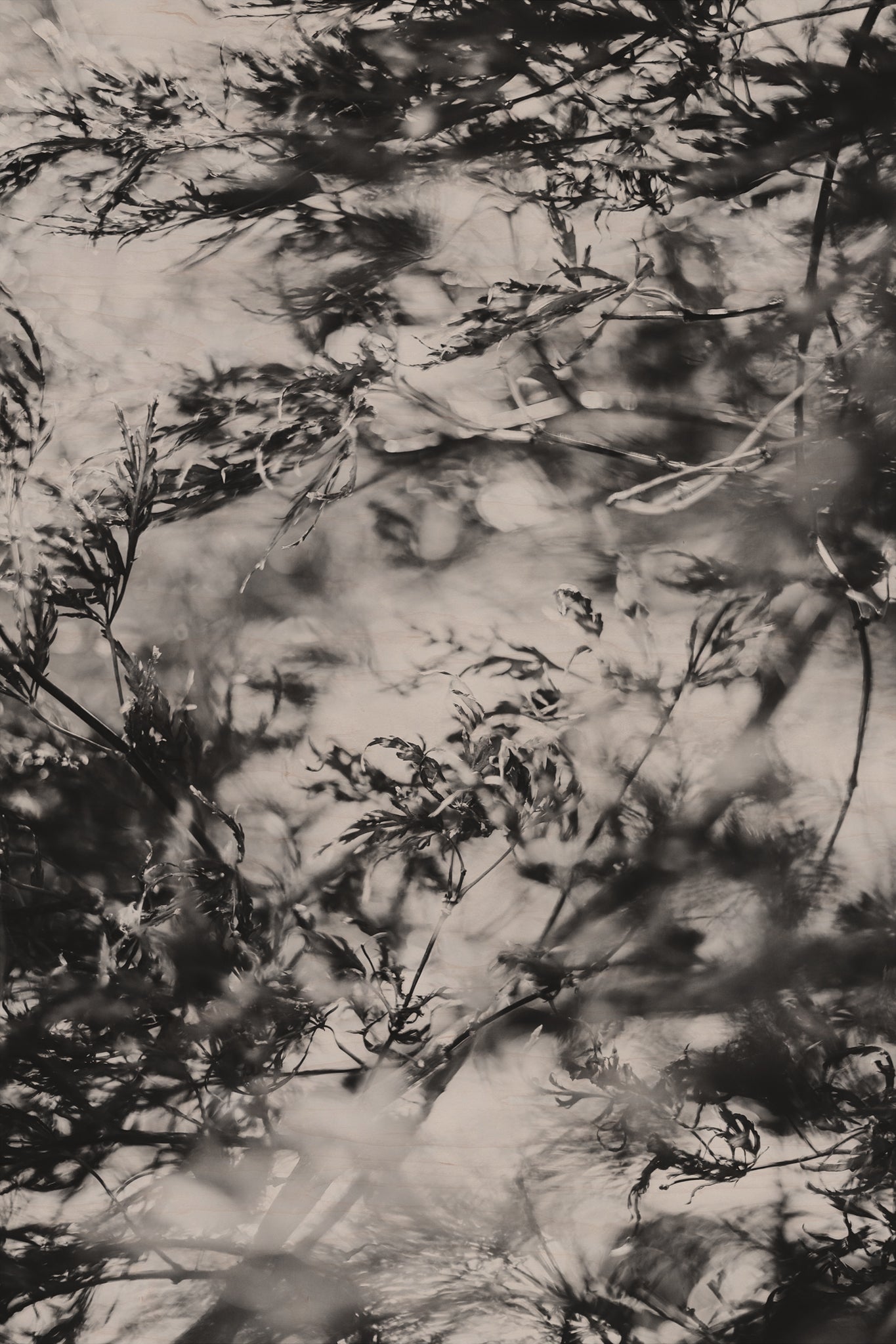 Fraught and Focus, 2022-11-30-1938