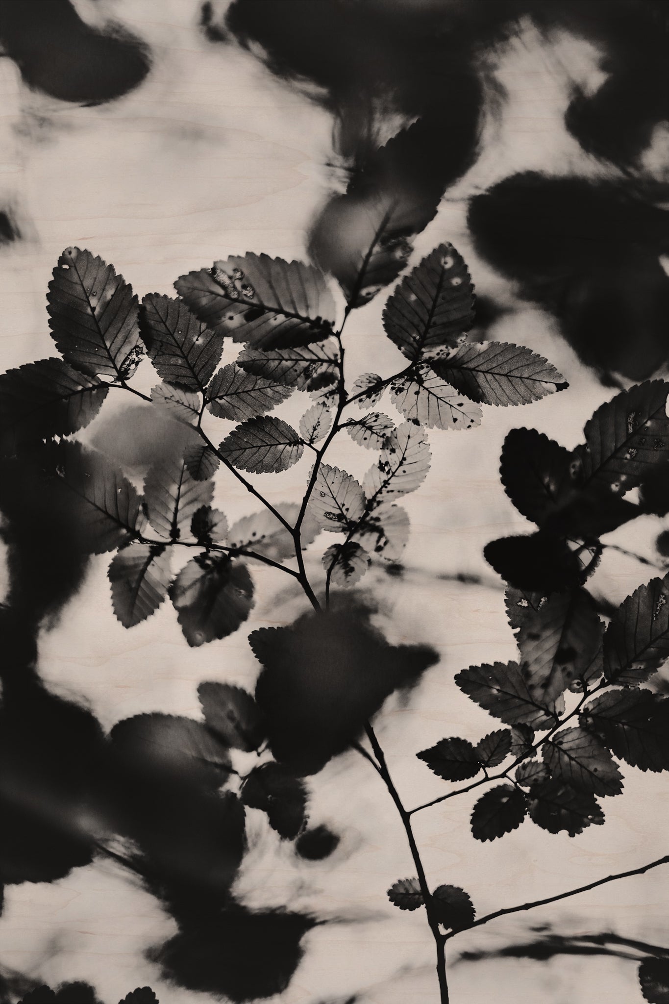 Fraught and Focus, 2022-12-03-2190