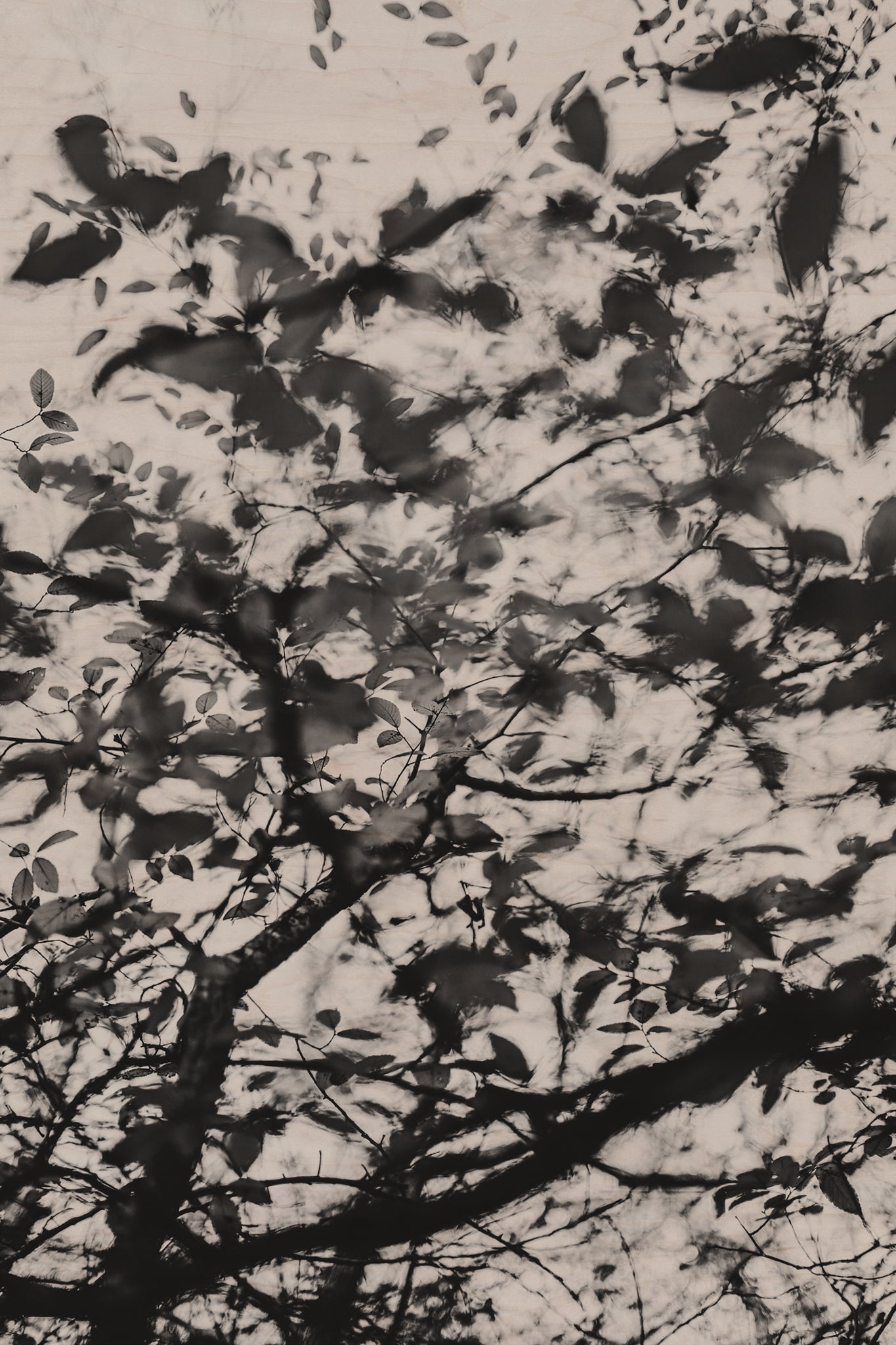 Fraught and Focus, 2022-12-03-2226