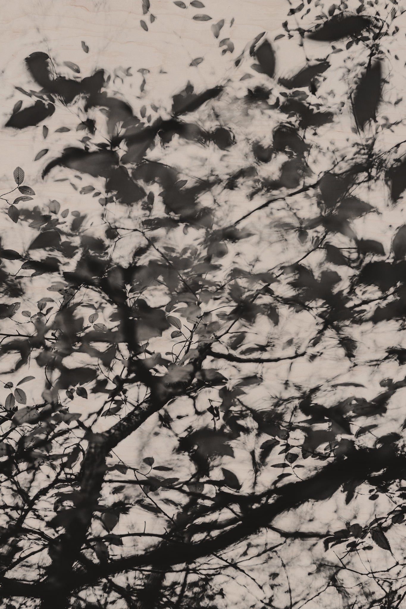 Fraught and Focus, 2022-12-03-2226