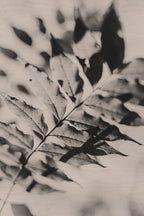 Fraught and Focus, 2022-12-03-2362