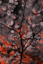 Half and Tones 1.0, 14.0 Index 3 01