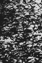 Pulse and Impression, 2011-06-19-8145