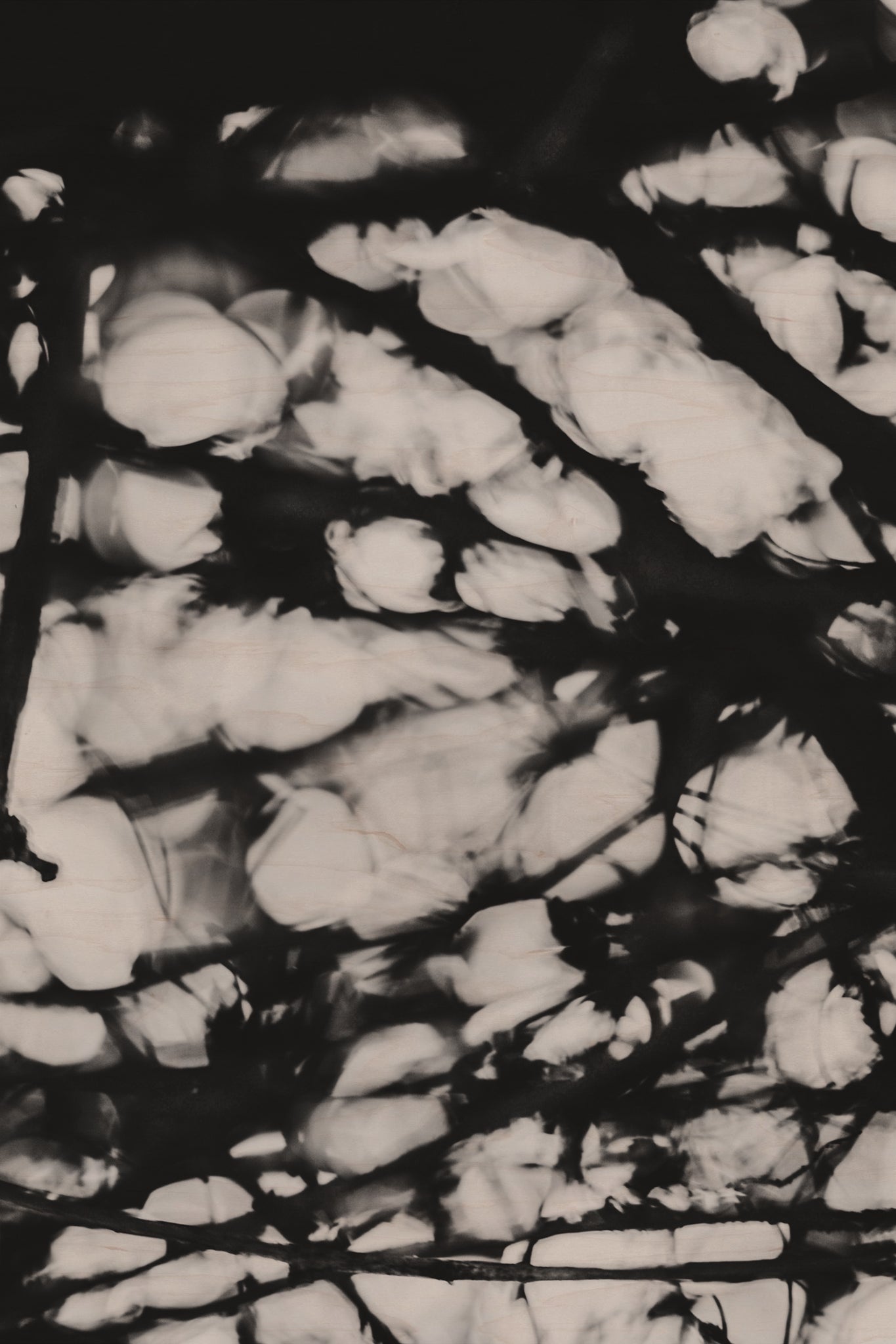 Pulse and Impression, 2011-11-26-1759