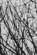 Pulse and Impression, 2022-01-15-0768