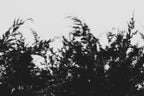 Pulse and Impression, 2022-01-15-0849