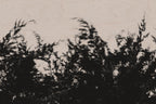 Pulse and Impression, 2022-01-15-0849