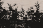 Pulse and Impression, 2022-01-15-0852