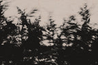 Pulse and Impression, 2022-01-15-0852