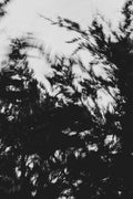 Pulse and Impression, 2022-01-15-0863