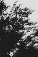 Pulse and Impression, 2022-01-15-0868