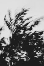 Pulse and Impression, 2022-01-15-0876