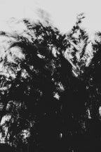 Pulse and Impression, 2022-01-15-0879
