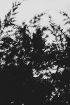 Pulse and Impression, 2022-01-15-0884