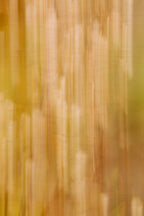 Static and Motion, 2007-11-11-0099