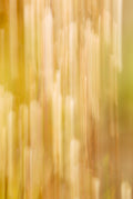 Static and Motion, 2007-11-11-0099