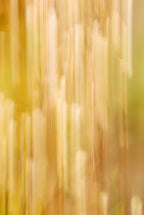 Static and Motion, 2007-11-11-0099
