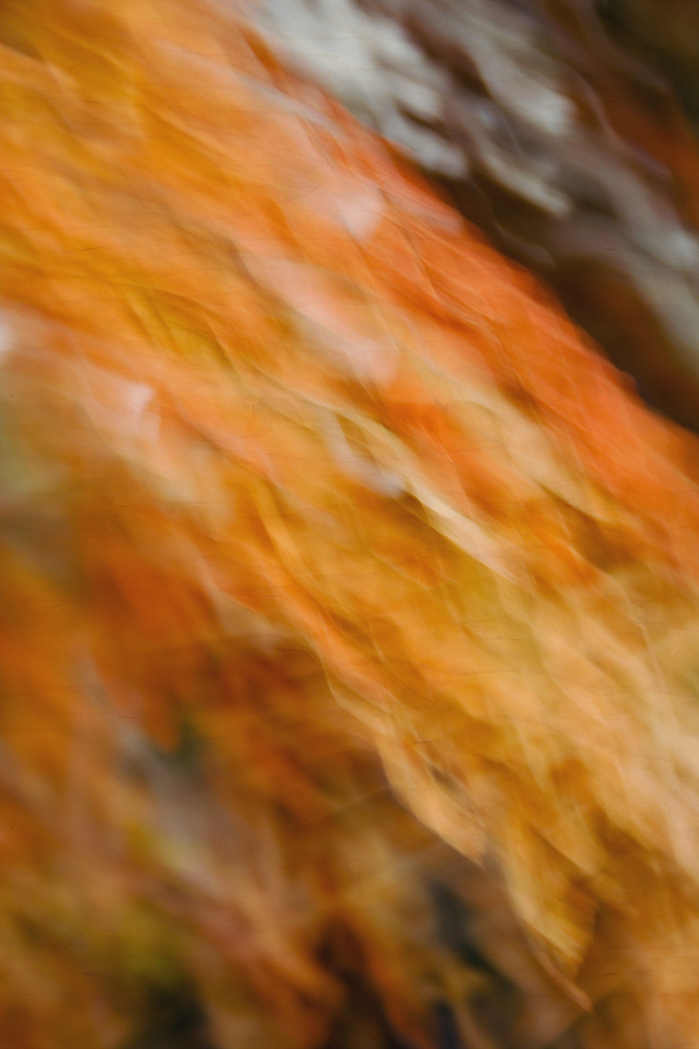 Static and Motion, 2007-11-11-0216