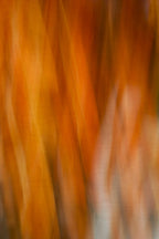 Static and Motion, 2007-11-11-0221