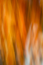Static and Motion, 2007-11-11-0221