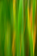Static and Motion, 2007-11-17-0142