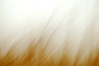 Static and Motion, 2007-11-17-0277