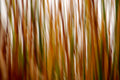 Static and Motion, 2007-11-17-0316