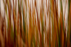 Static and Motion, 2007-11-17-0316