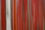 Static and Motion, 2008-04-19-4686