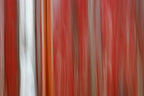 Static and Motion, 2008-04-19-4686
