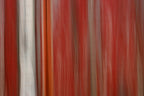 Static and Motion, 2008-04-19-4686